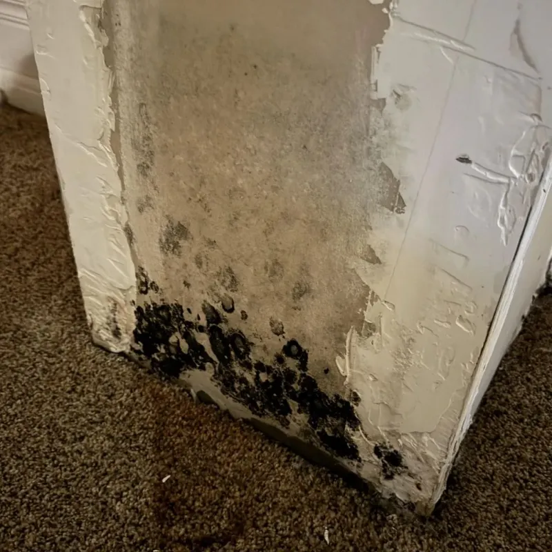 Professional Mold Removal in San Joaquin, CA